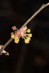 Southern spicebush <BR>Pondberry